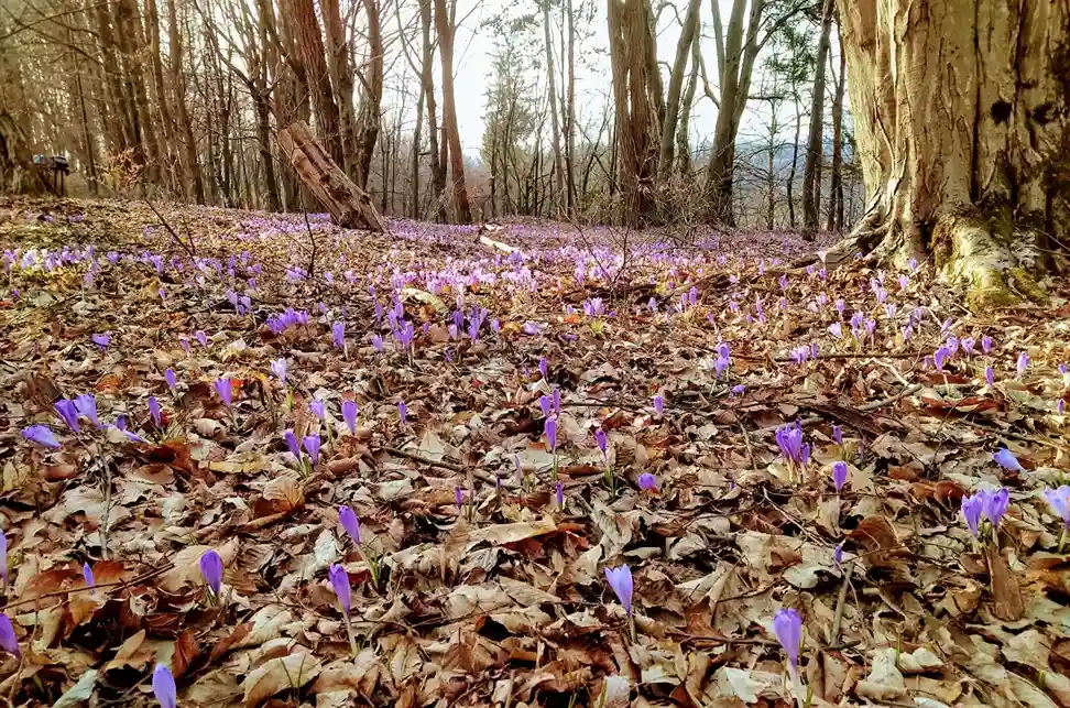 Prosta delovna mesta, razpisi in natečaji (marec 2025)